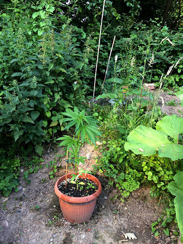 Grow26_0618_5