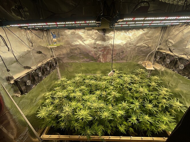 Eine Growbox mit mehreren Pflanzen in der Blütephase, beleuchtet von LED-Lampen und belüftet durch Ventilatoren.