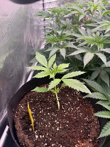 Growreport Bild 7