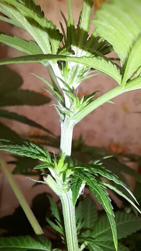 Growreport Bild 4