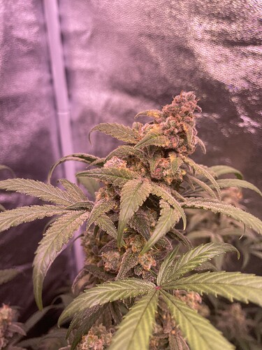 Growreport Bild 35
