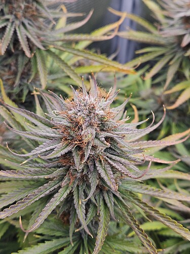 Growreport Bild 14