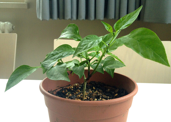 chili_240603_1