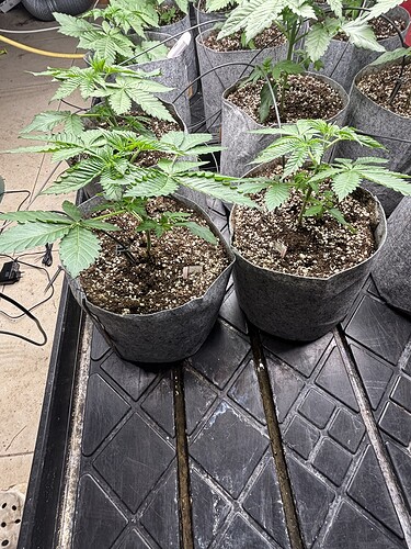 Growreport Bild 5