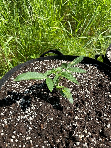 Growreport Bild 4