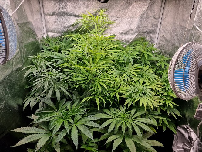 Mehrere Cannabispflanzen in einem Zelt, die sich im Wuchs befinden. Zwei Ventilatoren sind an den Seiten des Zeltes sichtbar.
