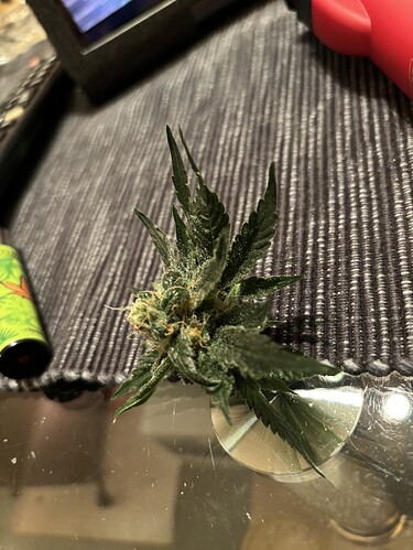 Growreport Bild 34