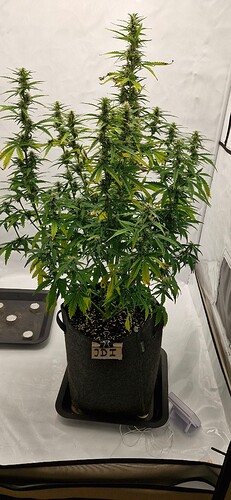 Growreport Bild 3