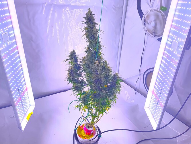 Growreport Bild 4