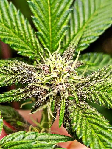 Growreport Bild 13