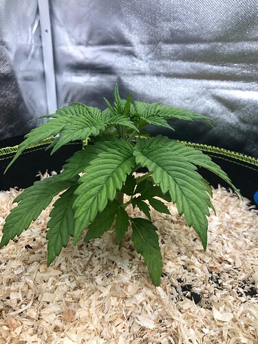 Growreport Bild 4