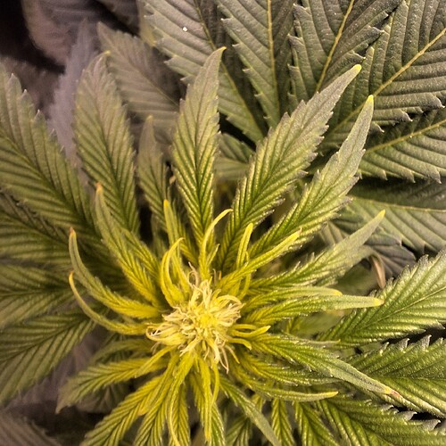Nahaufnahme einer jungen Cannabisblüte mit gelblichen Blättern, die sich nach außen krümmen.
