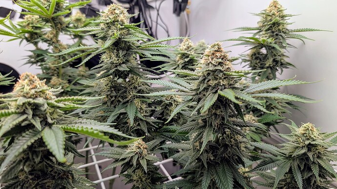 Growreport Bild 14