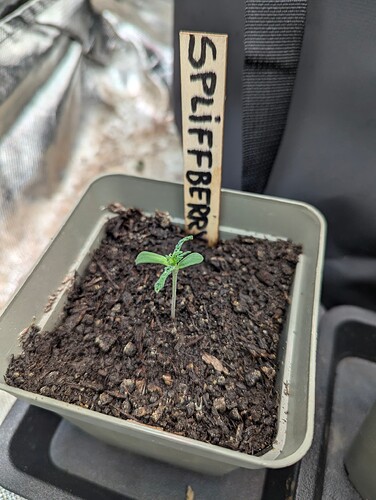 Growreport Bild 5