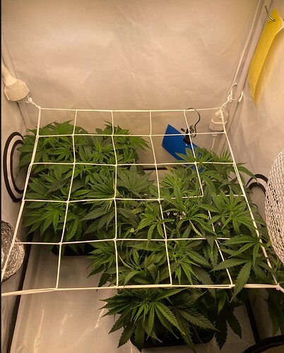 Growreport Bild 5