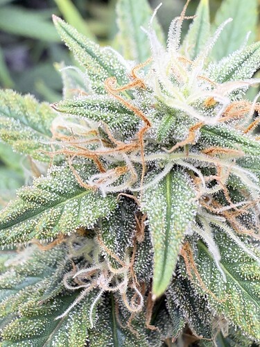 Growreport Bild 11