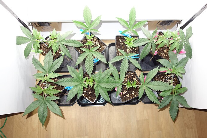 Growreport Bild 5
