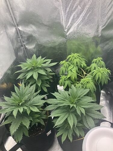 Growreport Bild 14