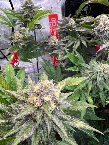Growreport Bild 5
