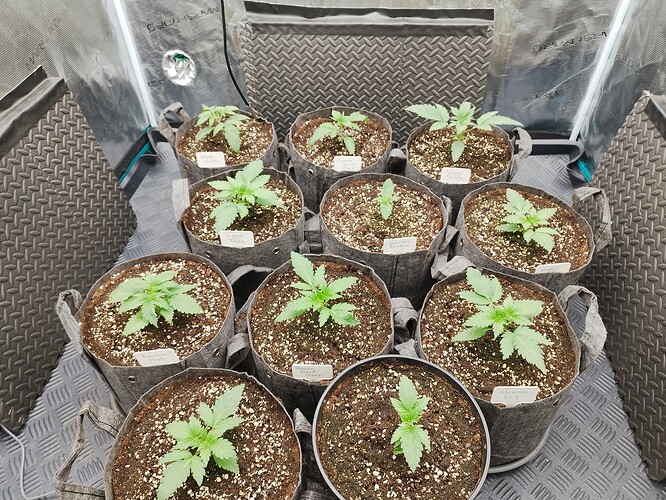 Growreport Bild 2