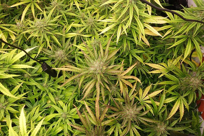 Growreport Bild 2