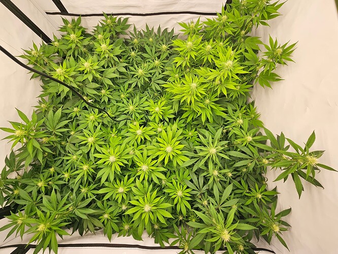 Growreport Bild 2