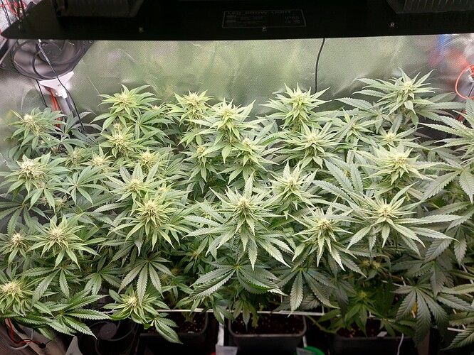 Growreport Bild 1