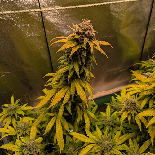 Growreport Bild 4