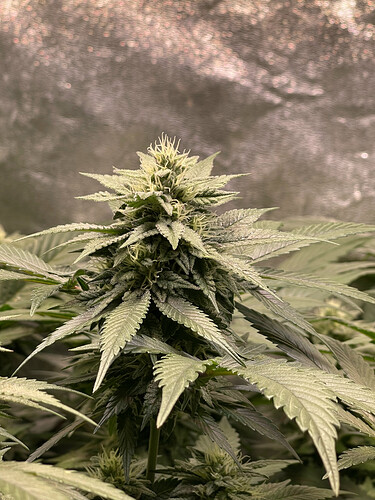 Growreport Bild 7