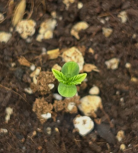 Growreport Bild 97