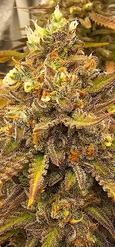 Screenshot_20241028_030603_Gallery