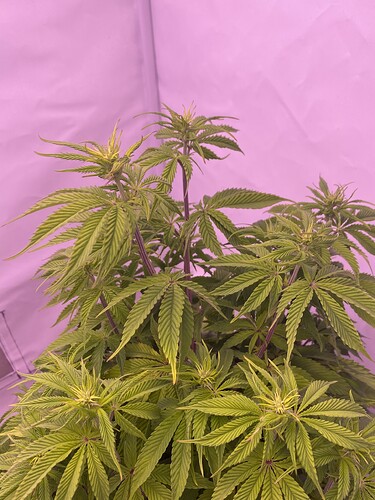 Growreport Bild 6