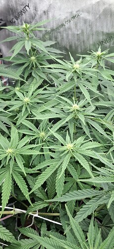 Growreport Bild 2