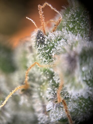 Growreport Bild 40
