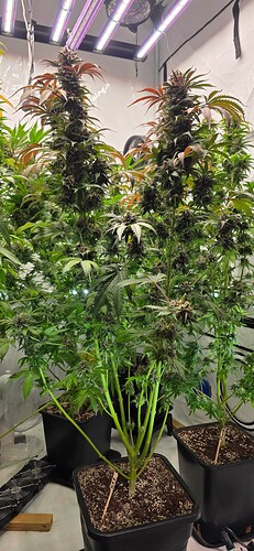 Growreport Bild 28