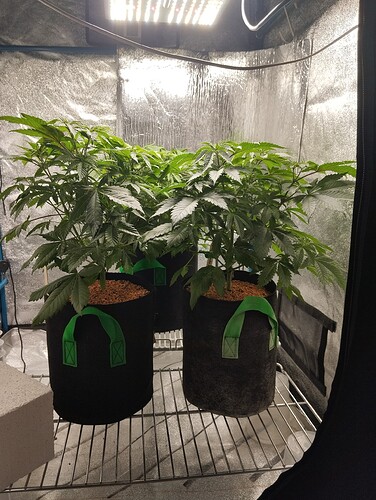 Growreport Bild 14