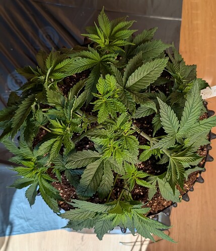 PXL_20250411_072804821