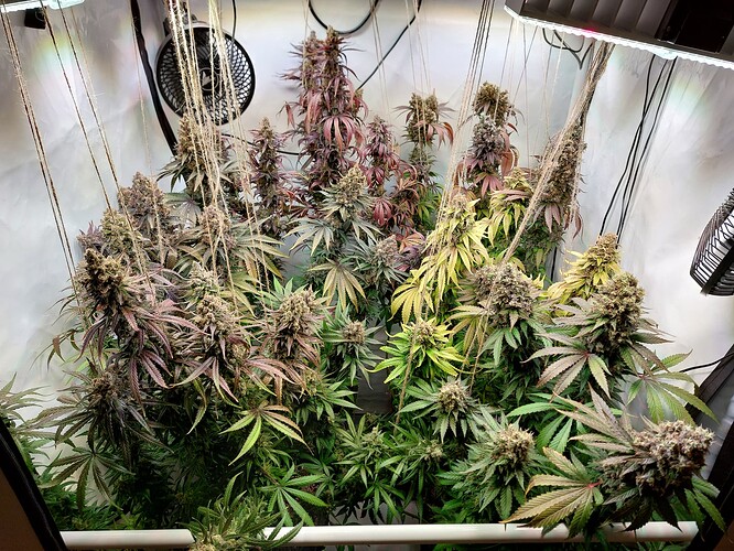 Growreport Bild 16