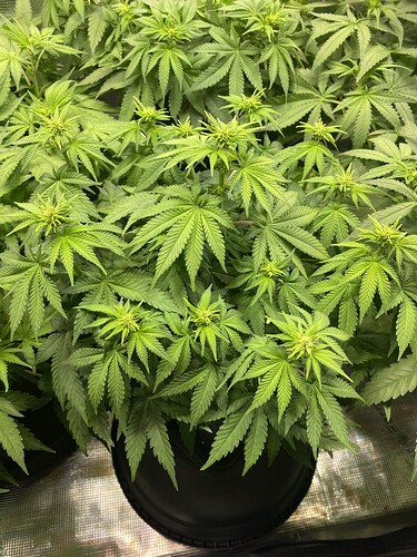 Growreport Bild 32