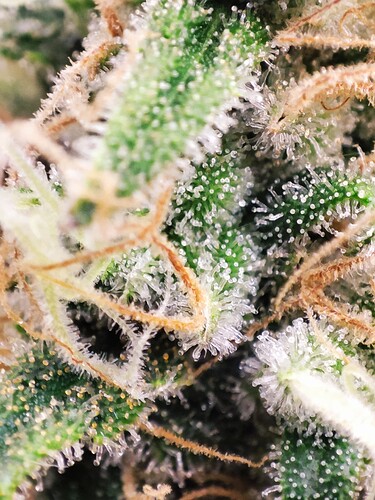 Growreport Bild 7