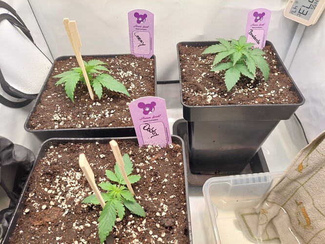 Growreport Bild 1