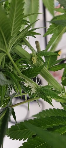 Growreport Bild 1