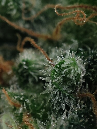 Growreport Bild 75