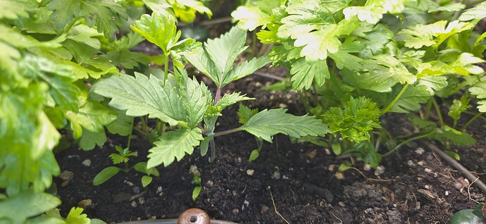 Growreport Bild 14