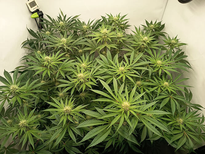 Growreport Bild 9