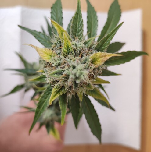 Growreport Bild 58