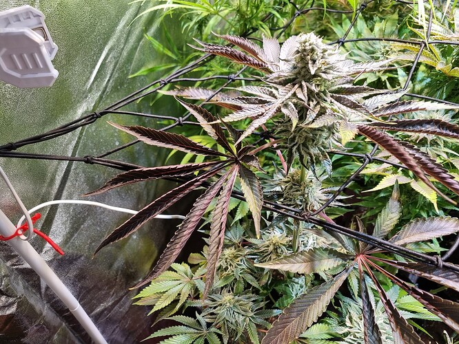 Eine blühende Cannabispflanze mit dunklen Blättern und dichten Blütenständen, die von einem Netz gestützt werden.