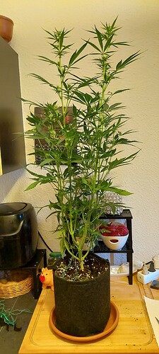Growreport Bild 9