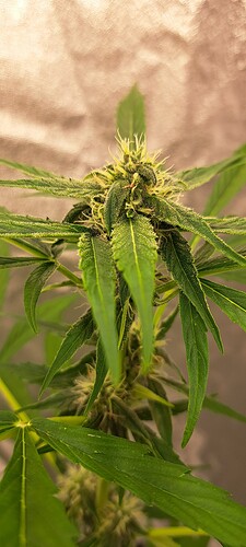 Growreport Bild 23