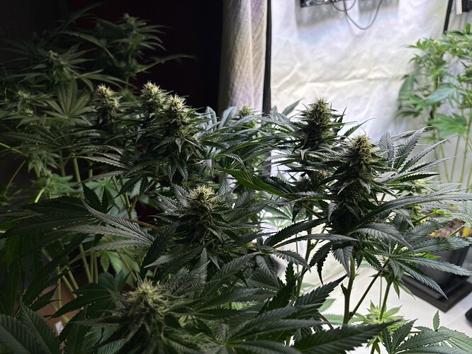 Growreport Bild 43